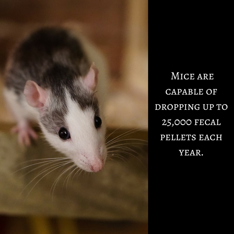 Facts about rats and mice: They are capable of dropping up to 25,000 fecal pellets