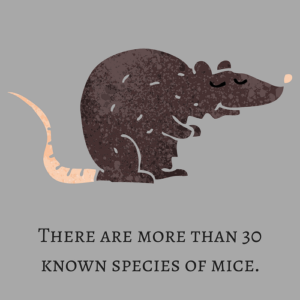 Facts about rats and mice: There are 30 known species of mice