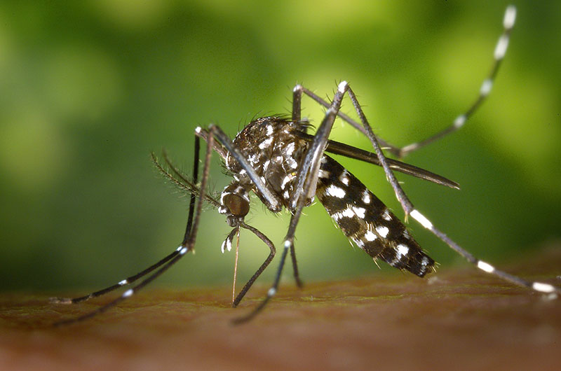 keeping-your-family-healthy-mosquito