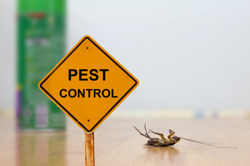 hiring-pest-control-company-vs-diy