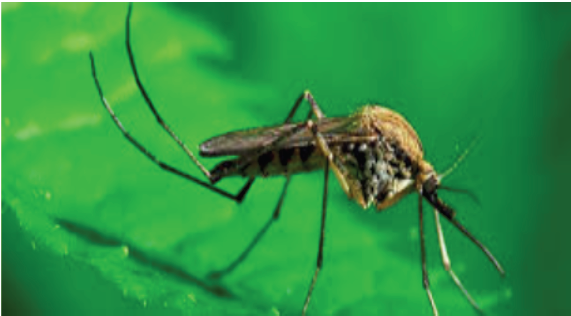 Mosquito Awareness